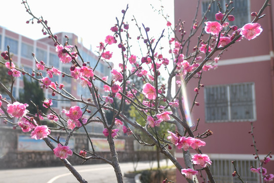 梅花