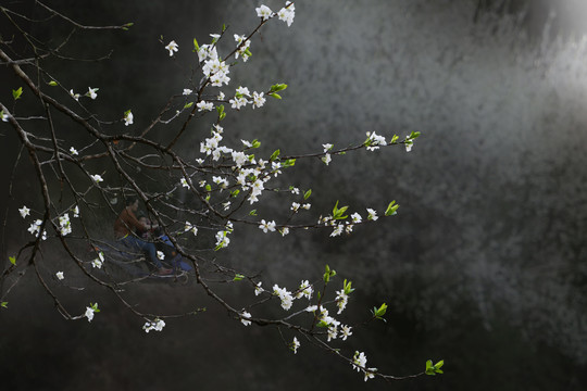 李子花