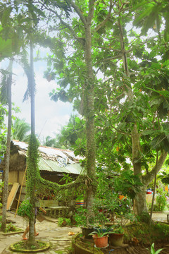 越南九龙江风景区度假村的小屋