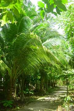 越南棕榈树树林和乡间小路