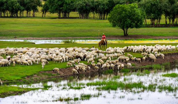羊群草原湿地