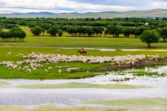 湿地草原骑马放牧羊群