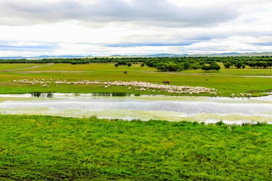 草原湿地骑马放牧羊群