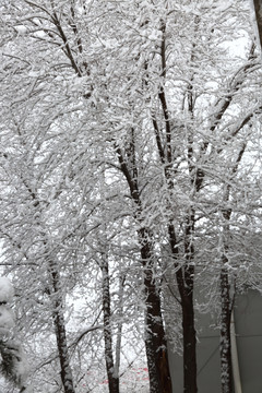 暴雪