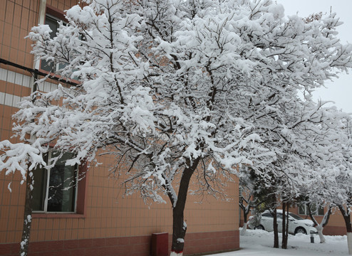 大雪