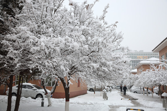 大雪