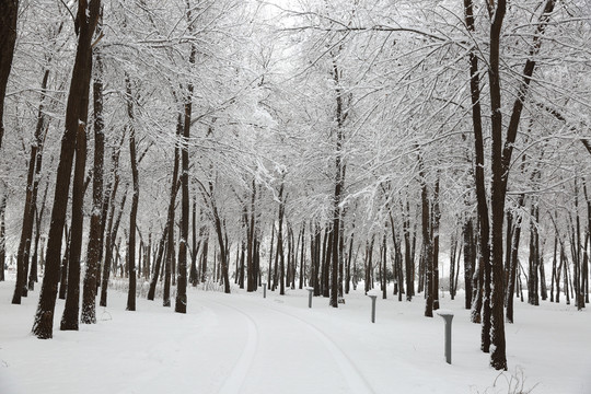 暴雪