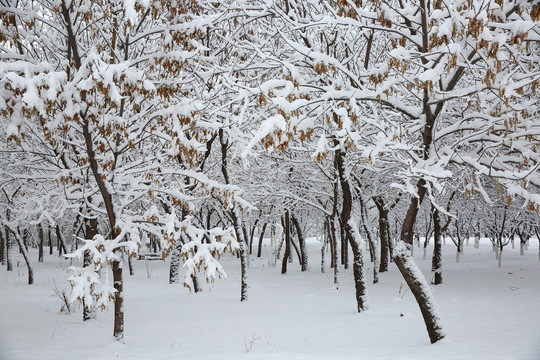 大雪