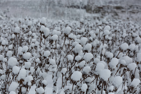 大雪