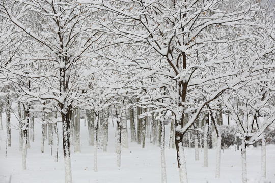 大雪