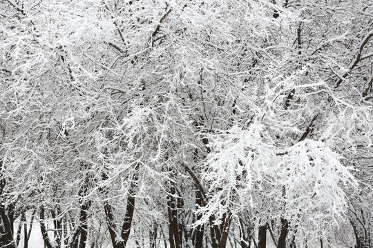 大雪