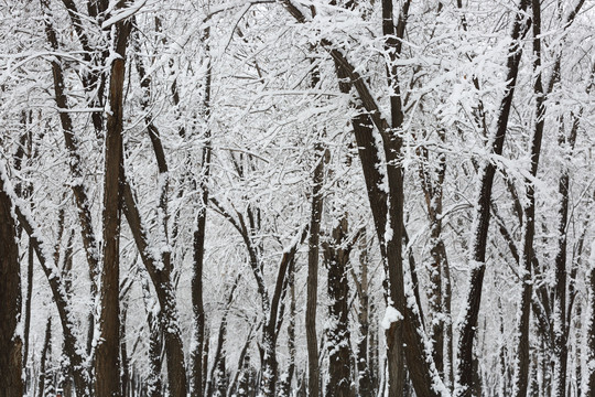 暴雪