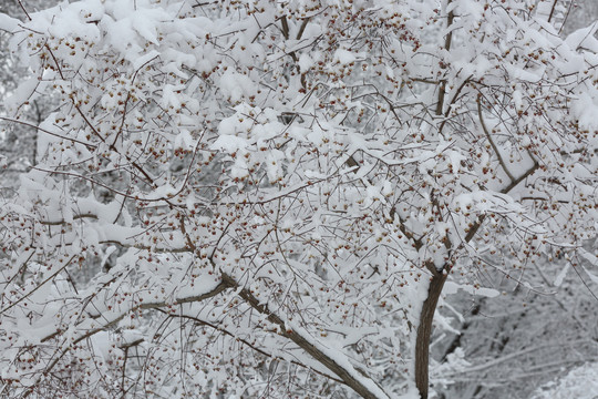 暴雪