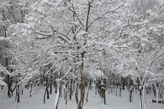 暴雪