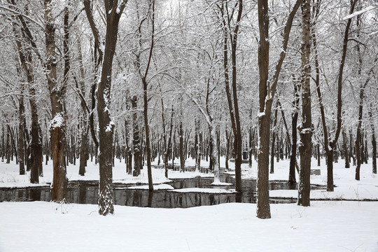 大雪