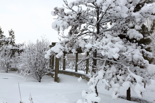 雪松