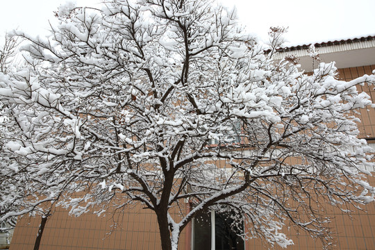 暴雪