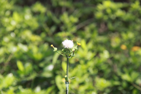 泡桐花苞