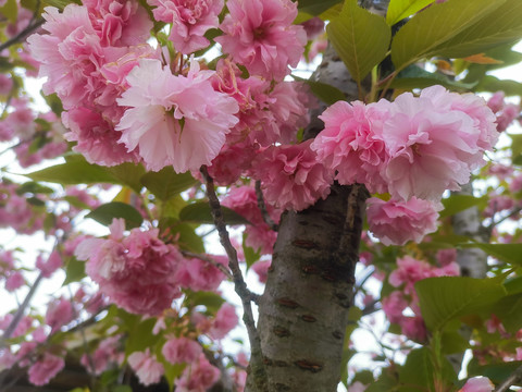 樱花素材