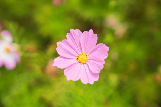 公园里盛开着的漂亮花朵