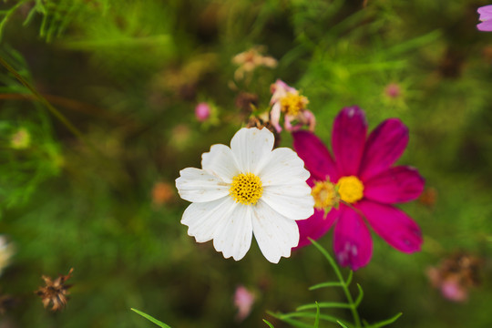 公园里盛开着的漂亮花朵