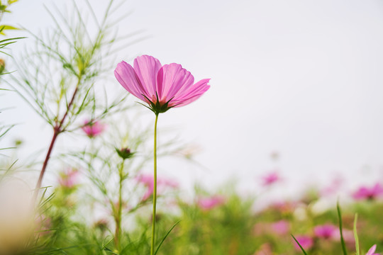 公园里盛开着的漂亮花朵