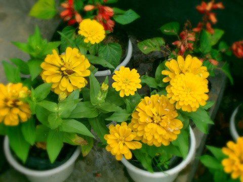 菊花黄色的花