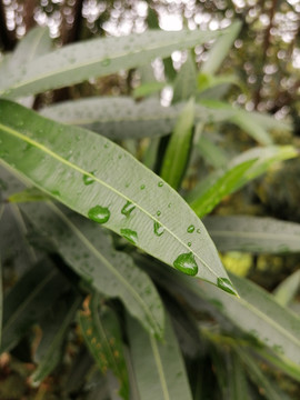 雨滴