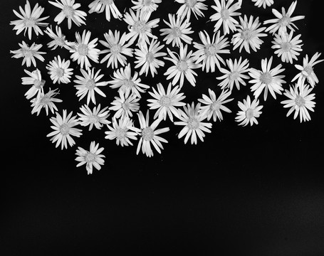 黑白雏菊