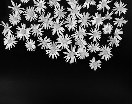 黑白菊花