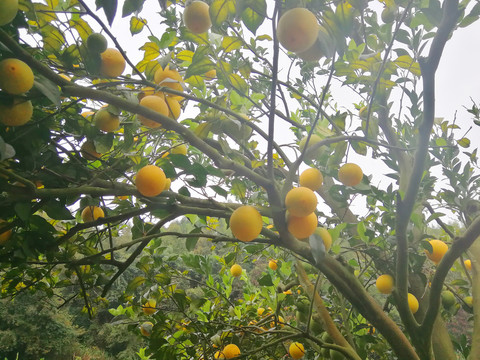 脐橙果园