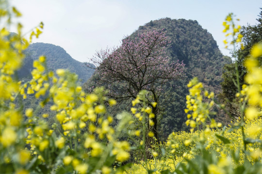 油菜花