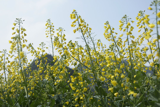 油菜花