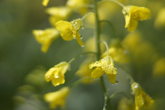 油菜花