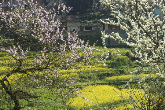 油菜花