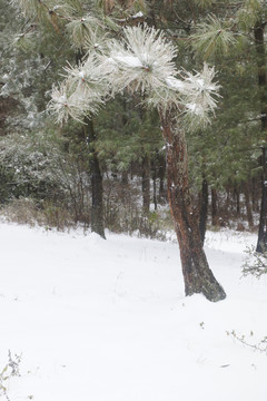 冰雪风光