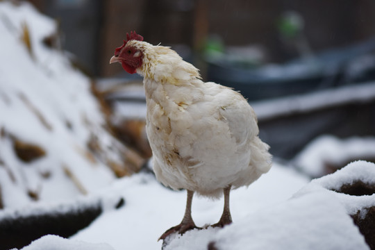 雪中土鸡