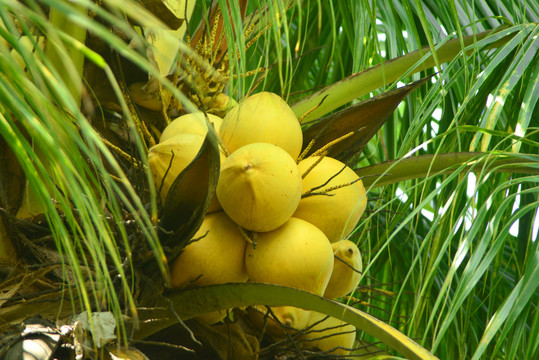 椰子树椰果特写