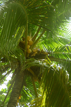 椰子树及椰果