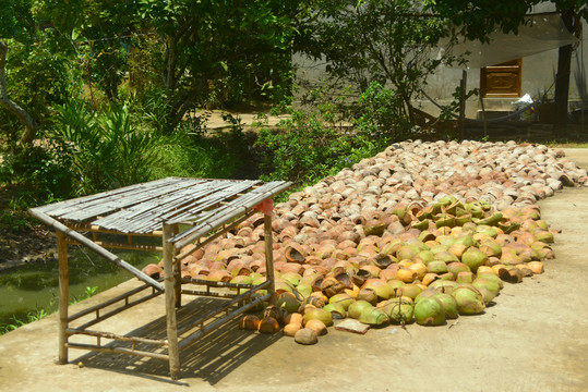 越南乡村农家庭院晾晒的椰子壳