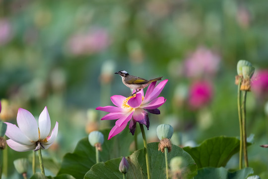 荷花与鸟