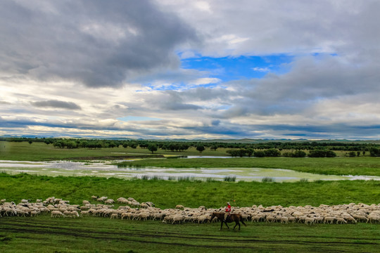 湿地草原河流放牧羊群