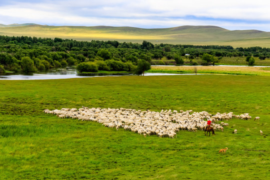 草原河流骑马放牧羊群