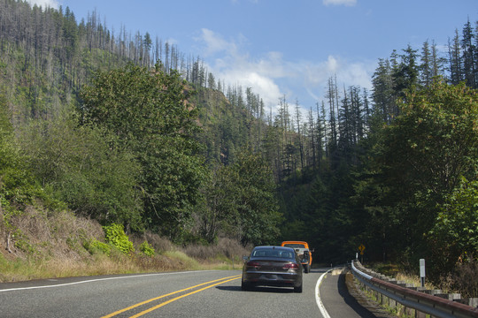 森林中的高速公路