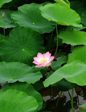 映日荷花