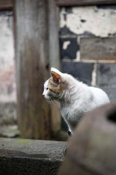 水缸后的猫