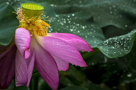 雨后荷花