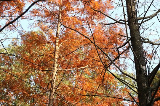 红透了的水杉叶子