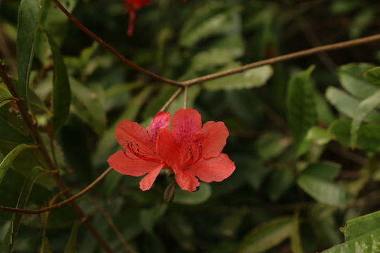 野生杜鹃花