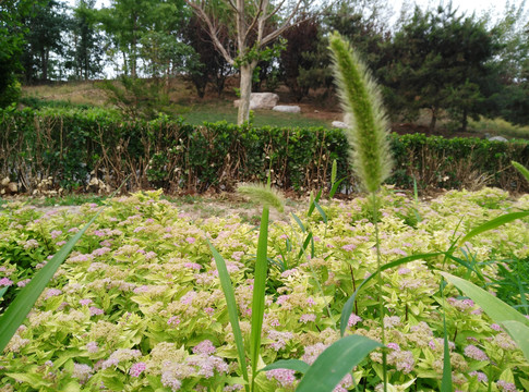 翅果菊